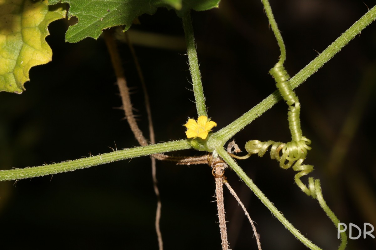 Cucumis maderaspatanus L.